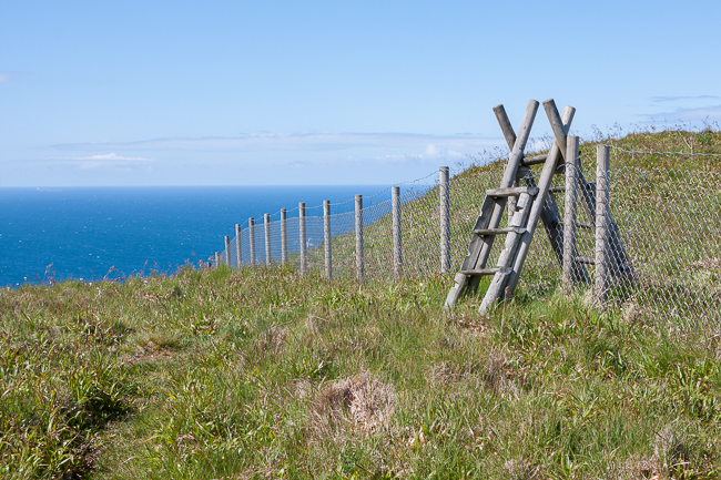 Sheep fence at Runde Island (Norway)