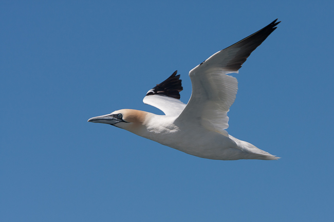 Northern Gannet (Morus bassanus)