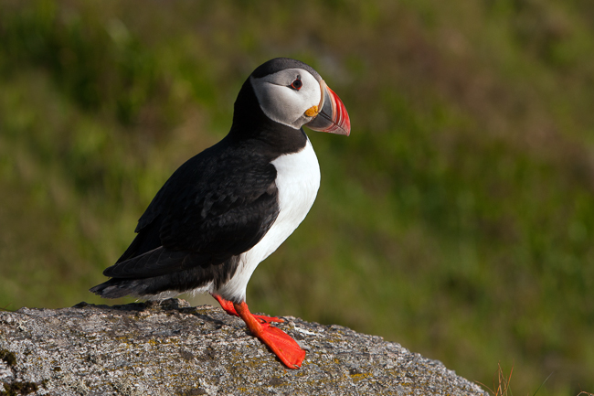 Atlantic Puffin (Fratercula arctica) at Runde island (Norway)
