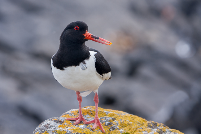 Eurasian Oystercatcher (Haematopus ostralegus) at Runde island (Norway)