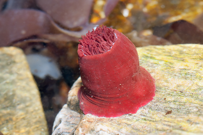 Beadlet anemone (Actinia equina) at the coast of Runde (Norway)