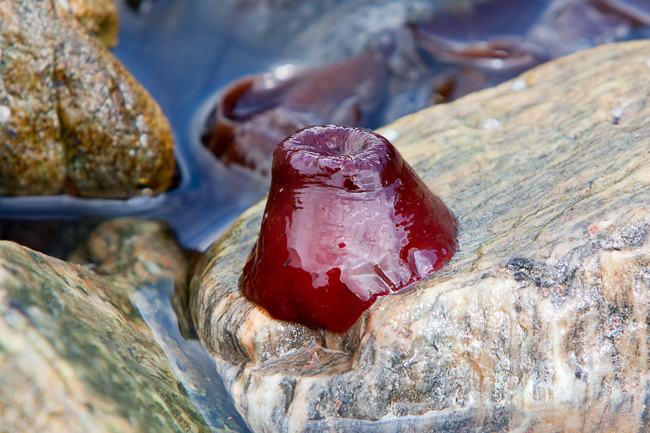Beadlet anemone (Actinia equina) at the coast of Runde (Norway)