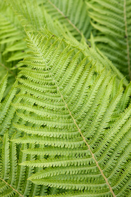 The ostrich fern or shuttlecock fern (Matteuccia struthiopteris)