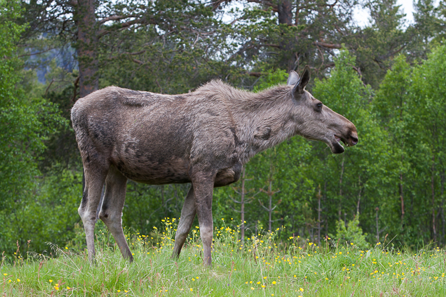 Female Eurasian elk (Alces alces) - Norway (real nature photo) 