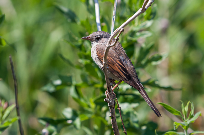 Common Whitethroat (Sylvia communis)