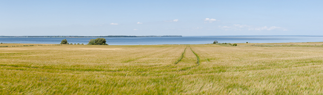 Cornfield (Island Nyord, Moen, Denmark)
