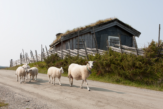 Sheep on the Peer Gynt Road (Oppland, Norway)