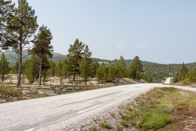 Pine trees (Riksveg 27, Hedmark, Norway)