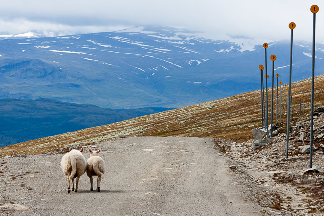 Dirt road on Blahoe mountain (Vaga, Oppland, Norway)
