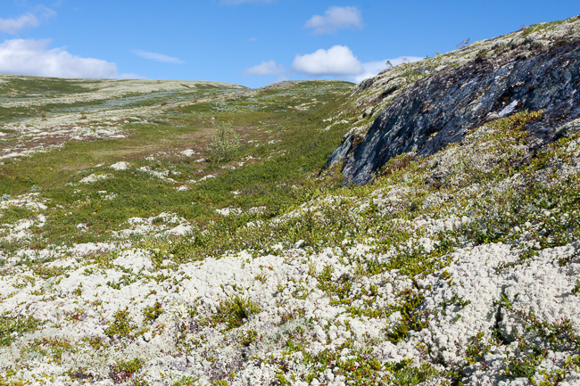 Reindeer lichen (Norway)