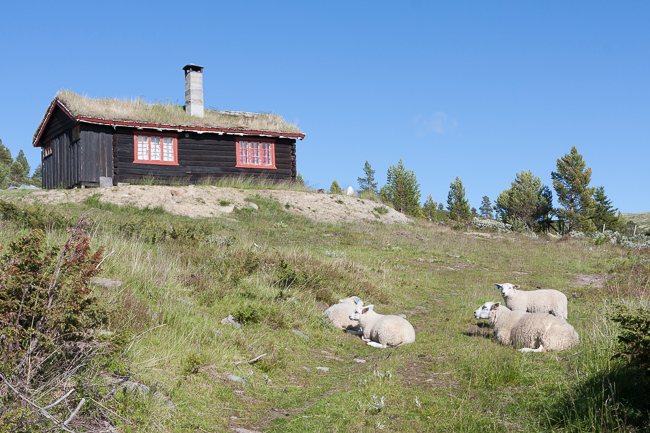 Norwegian cabin with sheep (Blahoe moutain, Vagamo, Norway)