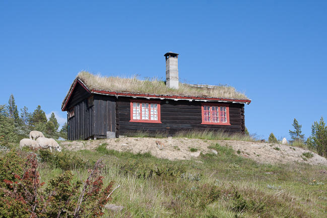 Norwegian cabin with sheep (Blahoe moutain, Vagamo, Norway)