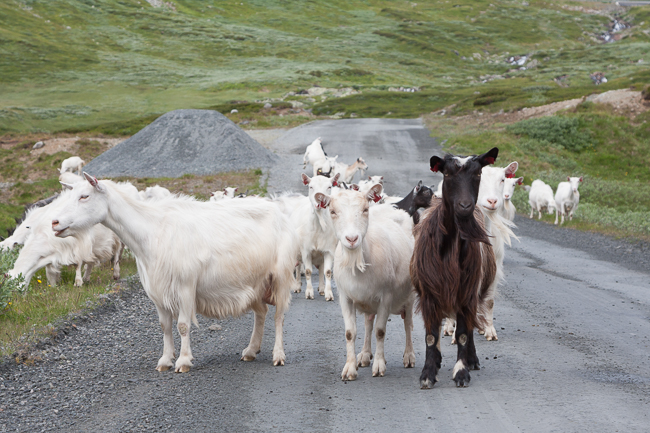 Goats on Jotunheimvegen (Jotunheimen National park, Norway)