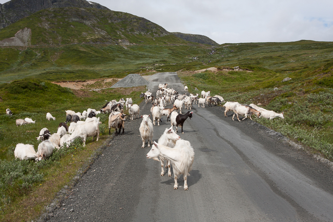 Goats on Jotunheimvegen (Jotunheimen National park, Norway)