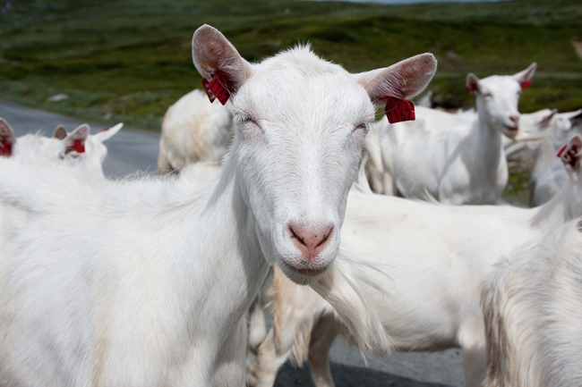 Goats on Jotunheimvegen (Jotunheimen National park, Norway)