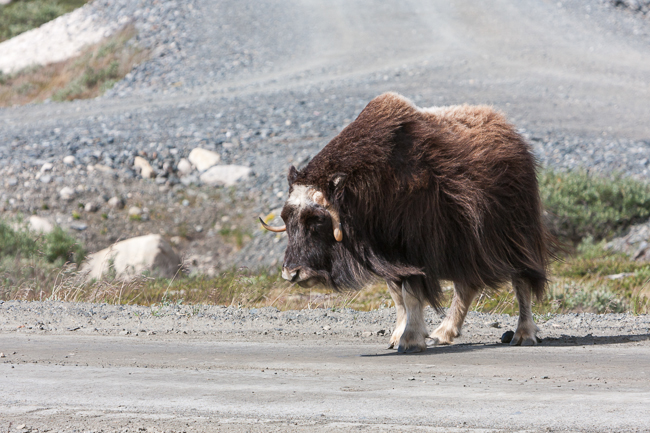 Muskox (Ovibos moschatus) at national park Dovrefjell (Norway)