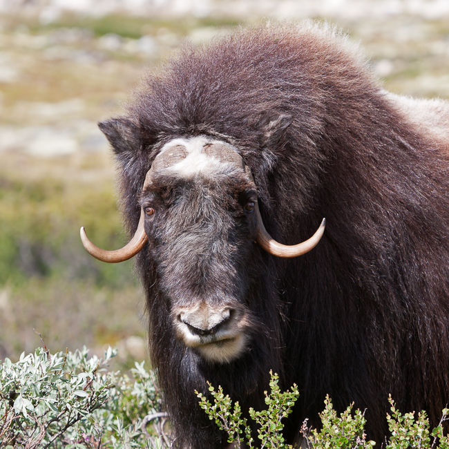 Muskox (Ovibos moschatus) at national park Dovrefjell (Norway)