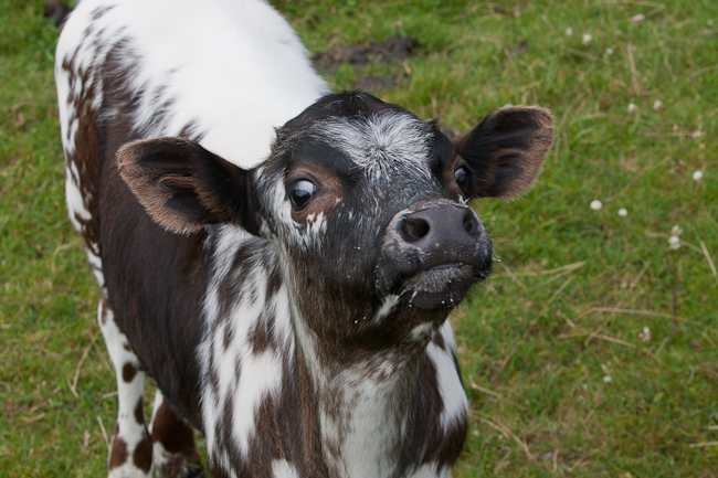 Calf on Runde Island (Norway)