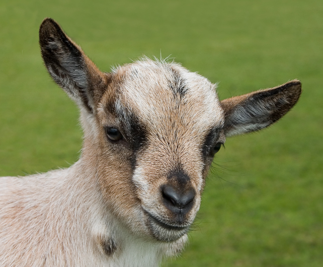Portrait of a juvenile goat
