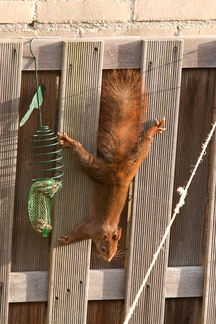 Squirrel eating form bird food at the backyard (Baarn, Holland)
