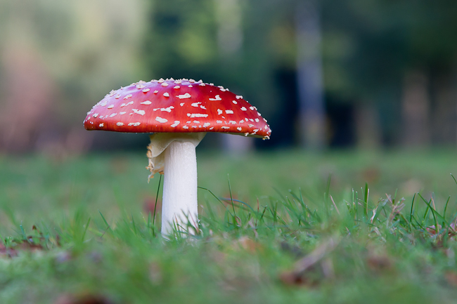 Fly Agaric (Amanita muscaria)