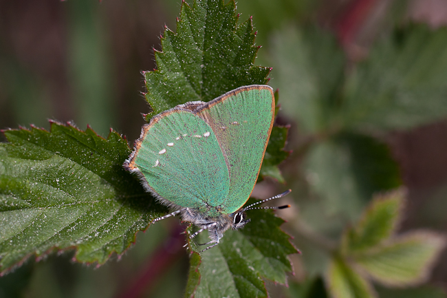 Green Hairstreak butterfly (Callophrys rubi) - the Netherlands