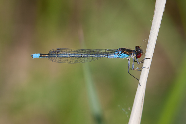 Small Red-eyed Damselfly (Erythromma viridulum)