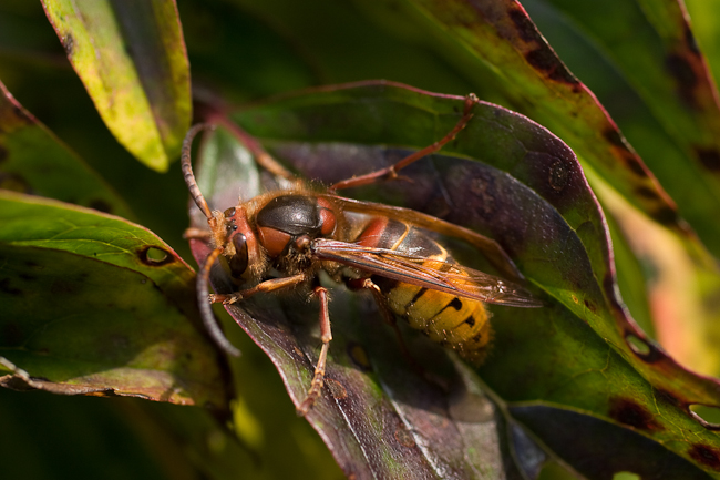 Giant hornet