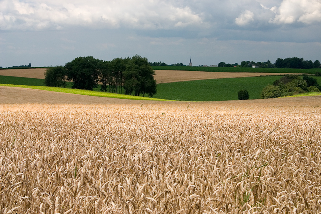 Graanveld (Zuid Limburg)
