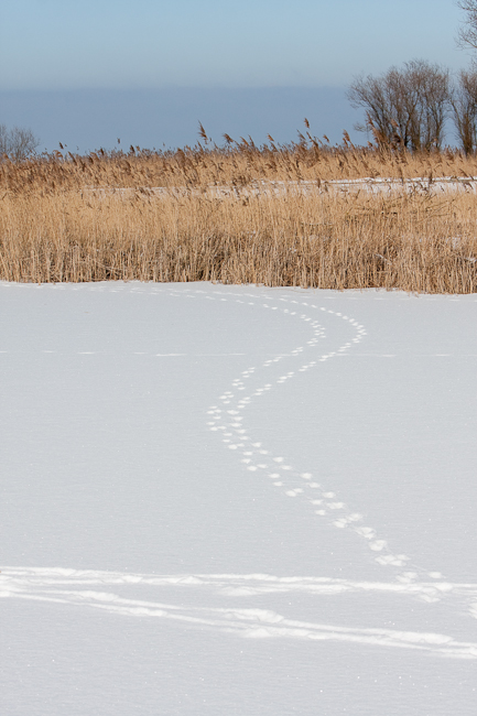 Fox tracks in the snow (Oostvaardersplassen, Holland)