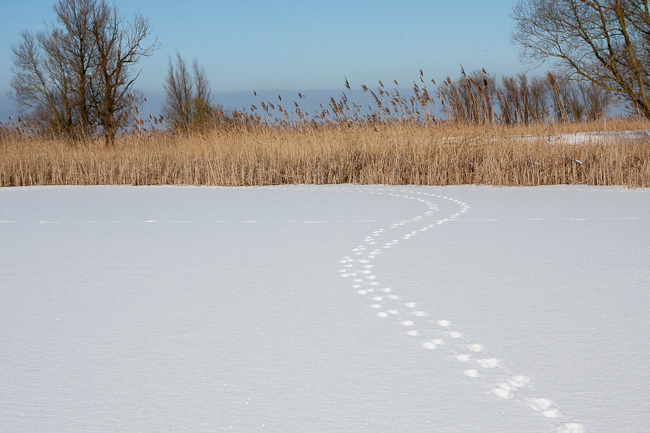 Fox tracks in the snow (Oostvaardersplassen, Holland)