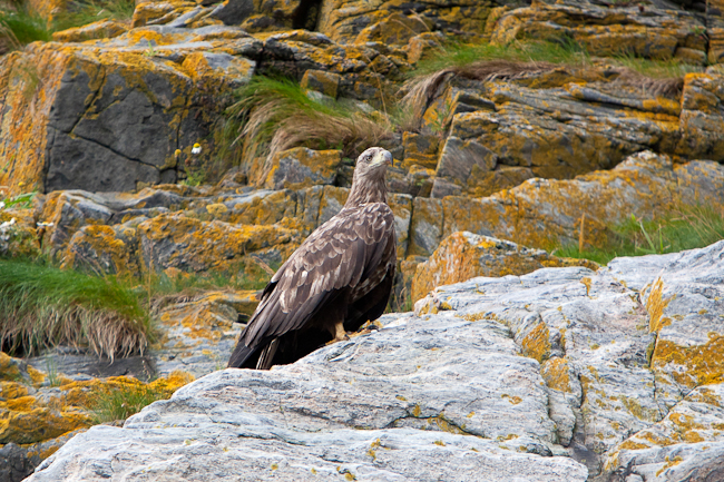 Sea Eagle (Haliaeetus albicilla) at the island Runde (Norway)