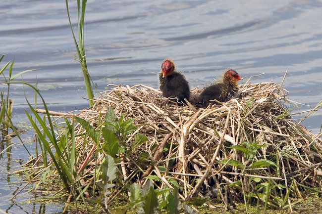 Meerkoet jongen