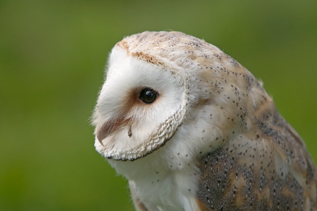Kerkuil (tijdens roofvogelpresentatie)