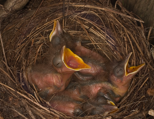 Nest met 4 jonge merels