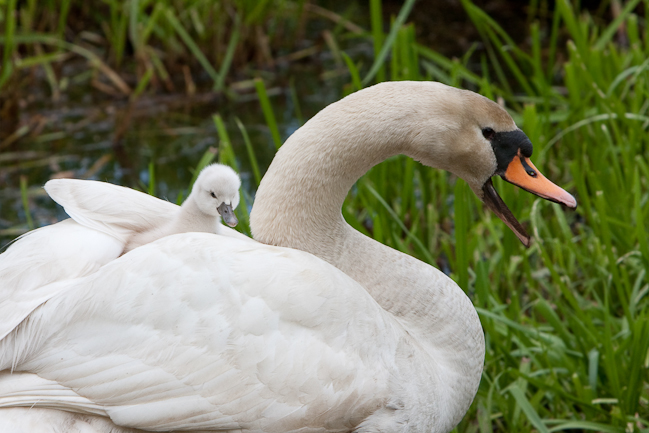 Nest with young swans