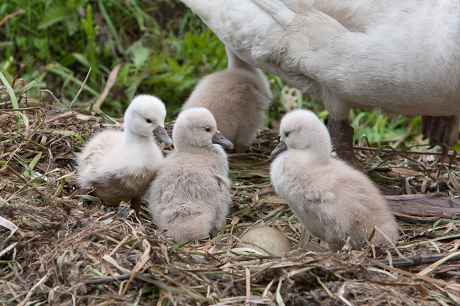 Nest with young swans
