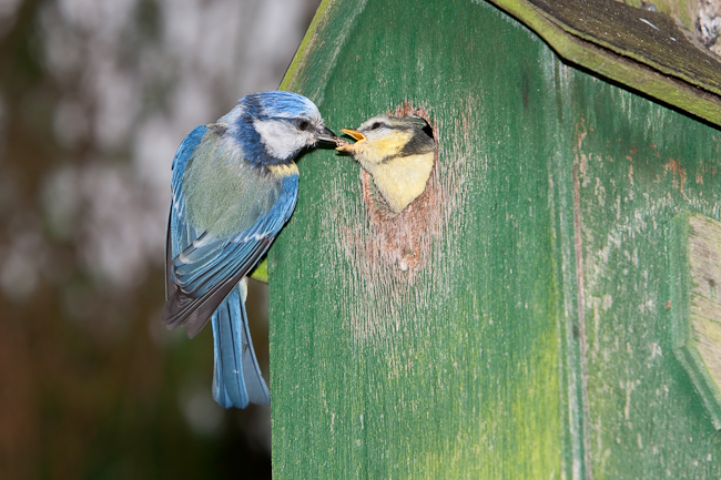 Blue tit feeding its young