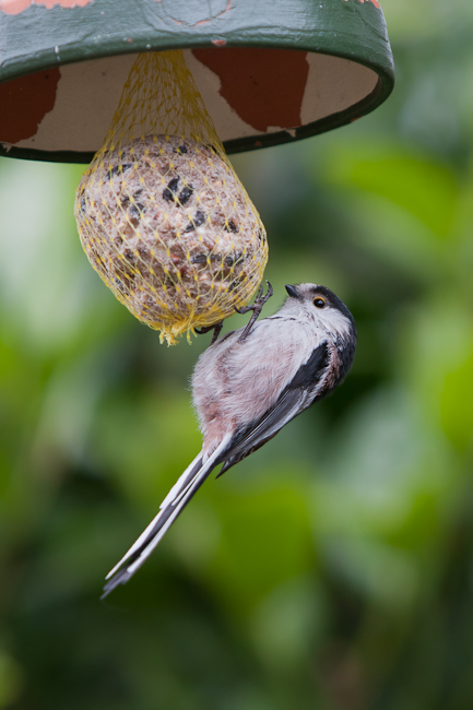 Long-tailed Tit (Aegithalos caudatus)