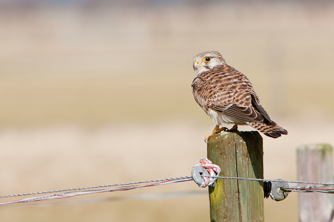 Kestrel (Falco tinnunculus) - Eemnes, the Netherlands