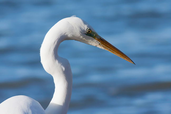 Great Egret (Ardea alba) - Oostvaardersplassen, the Netherlands